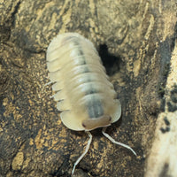 Thumbnail for Cubaris Sp. Albino Red Edge