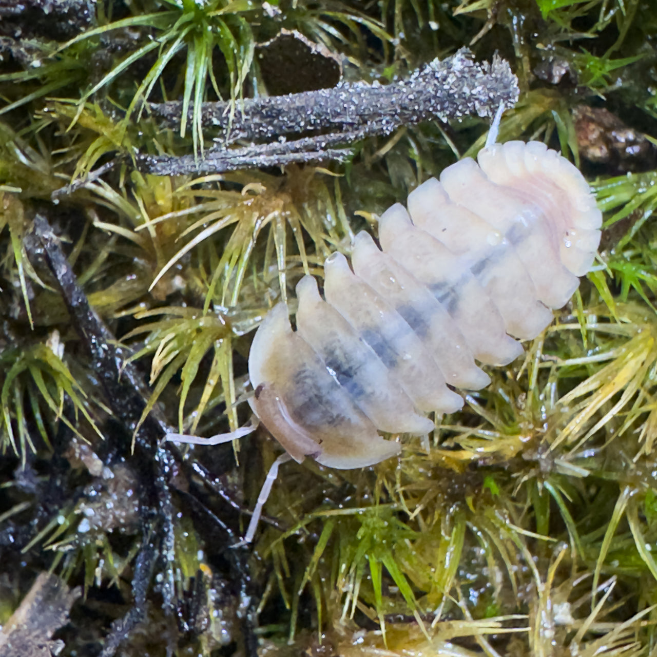 Cubaris Sp. Albino Red Edge