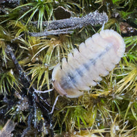 Thumbnail for Cubaris Sp. Albino Red Edge