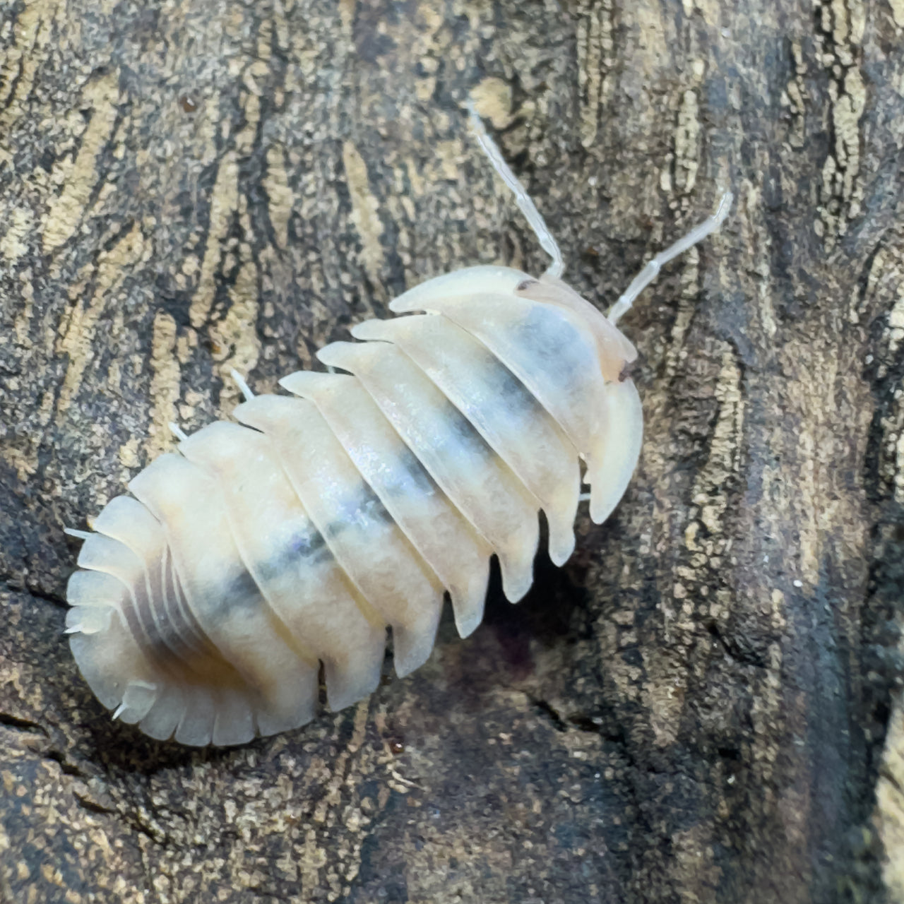 Cubaris Sp. Albino Red Edge