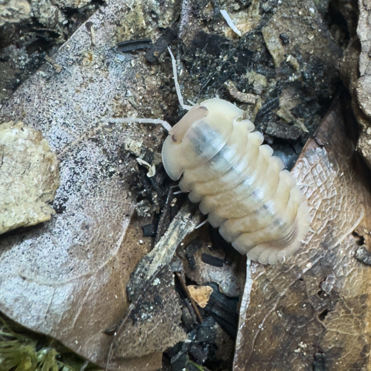 Cubaris Sp. Albino Red Edge