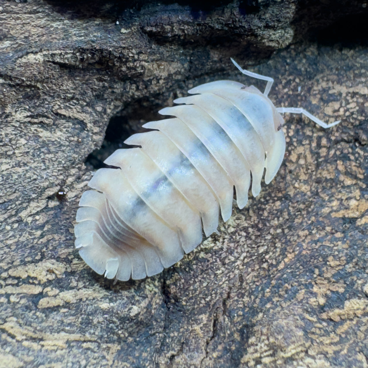 Cubaris Sp. Albino Red Edge