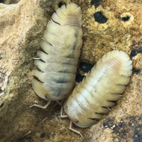 Thumbnail for Cubaris Sp. Albino Red Edge