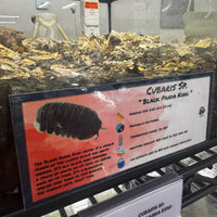 Thumbnail for Cubaris Sp. Black Panda King Isopod Bin Label