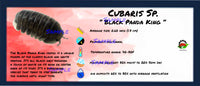 Thumbnail for Cubaris Sp. Black Panda King Isopod Bin Label