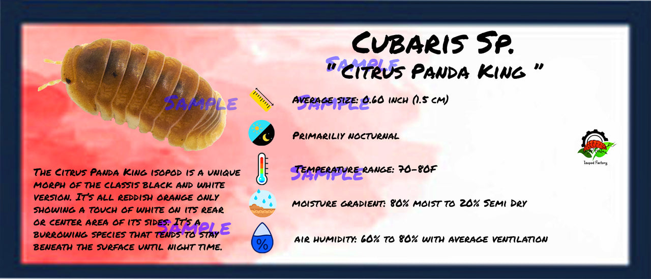 Cubaris Sp. Citrus Panda King Isopod Bin Label