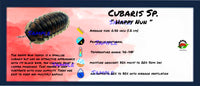 Thumbnail for Cubaris Sp. Happy Nun Isopod Bin Label