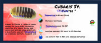 Thumbnail for Cubaris Sp. Jupiter Isopod Bin Label
