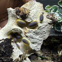 Thumbnail for Cubaris Sp. Lemon Blue 5ct