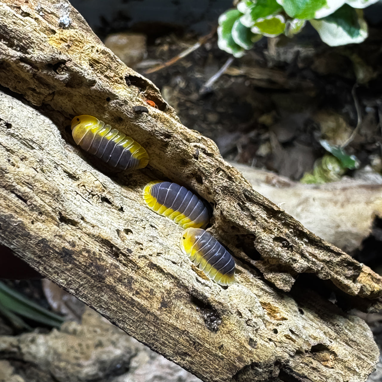 Cubaris Sp. Lemon Blue 5ct