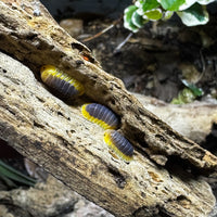 Thumbnail for Cubaris Sp. Lemon Blue 5ct