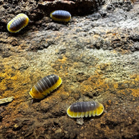 Thumbnail for Cubaris Sp. Lemon Blue 5ct