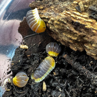 Thumbnail for Cubaris Sp. Lemon Blue 5ct