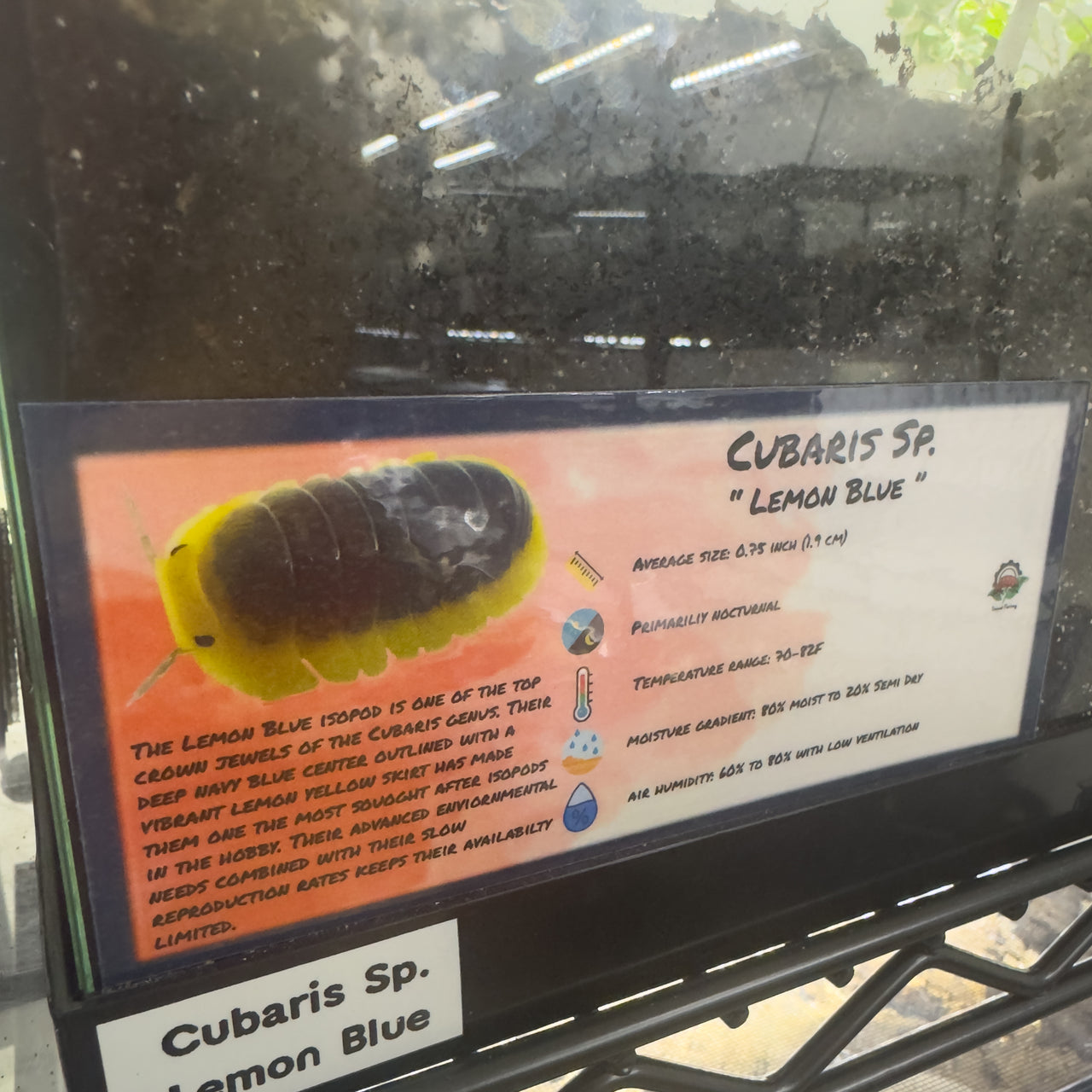 Cubaris Sp. Lemon Blue Isopod Bin Label
