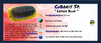 Thumbnail for Cubaris Sp. Lemon Blue Isopod Bin Label
