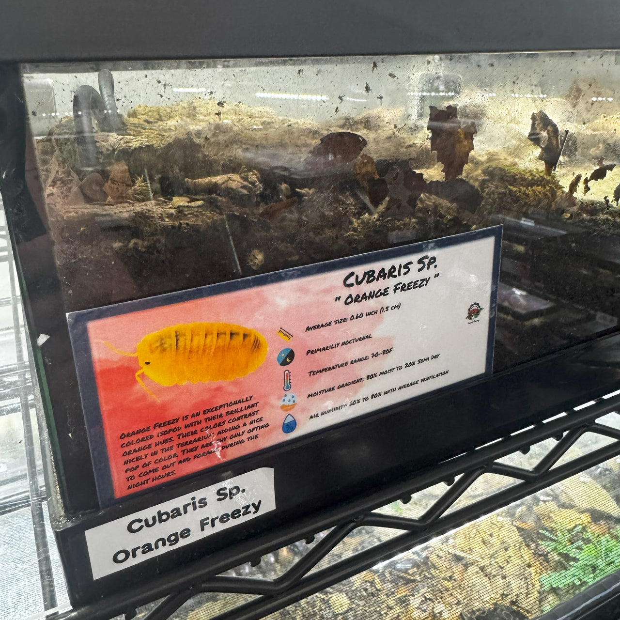 Cubaris Sp. Orange Freezy Isopod Bin Label