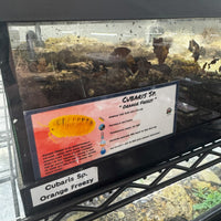 Thumbnail for Cubaris Sp. Orange Freezy Isopod Bin Label