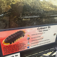Thumbnail for Cubaris Sp. Pak Chong Isopod Bin Label