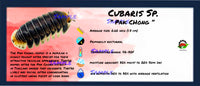 Thumbnail for Cubaris Sp. Pak Chong Isopod Bin Label
