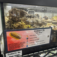 Thumbnail for Cubaris Sp. Red Edge Isopod Bin Label