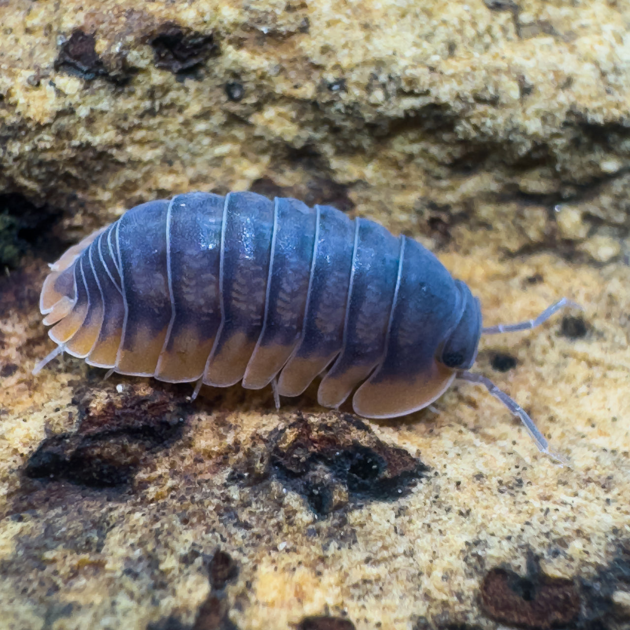 Cubaris Sp. Red Edge