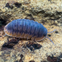 Thumbnail for Cubaris Sp. Red Edge