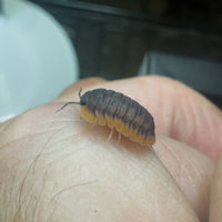 Thumbnail for Cubaris Sp. Red Edge