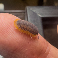 Thumbnail for Cubaris Sp. Red Edge