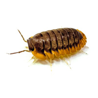 Thumbnail for Cubaris Sp. Red Edge