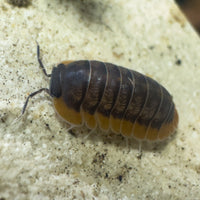 Thumbnail for Cubaris Sp. Red Edge