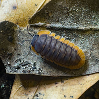 Thumbnail for Cubaris Sp. Red Edge