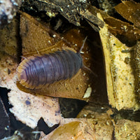 Thumbnail for Cubaris Sp. Red Edge