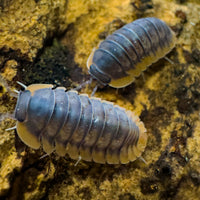 Thumbnail for Cubaris Sp. Red Edge