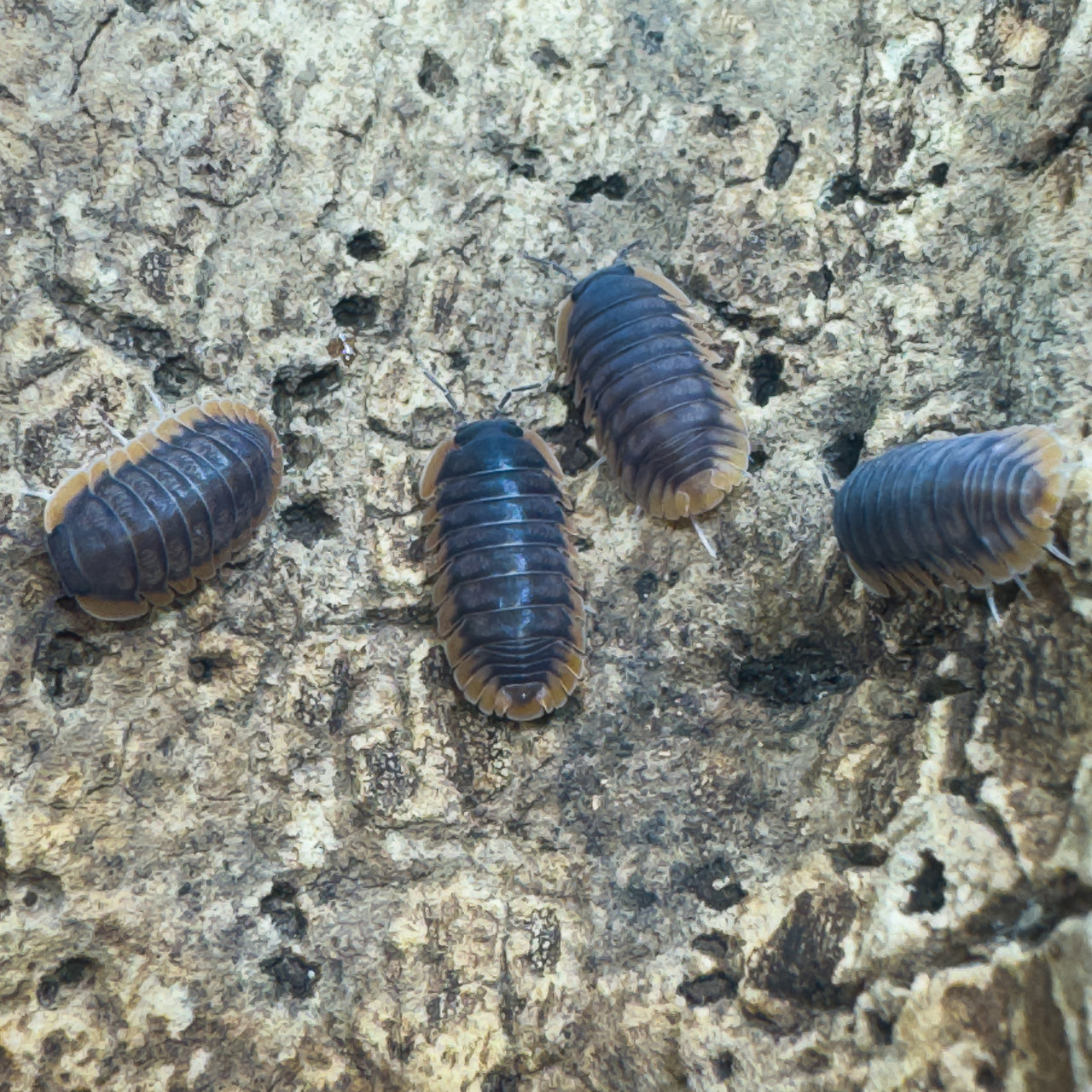Cubaris Sp. Red Edge