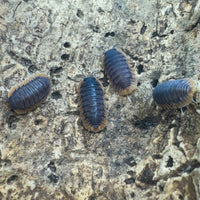 Thumbnail for Cubaris Sp. Red Edge
