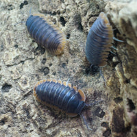 Thumbnail for Cubaris Sp. Red Edge