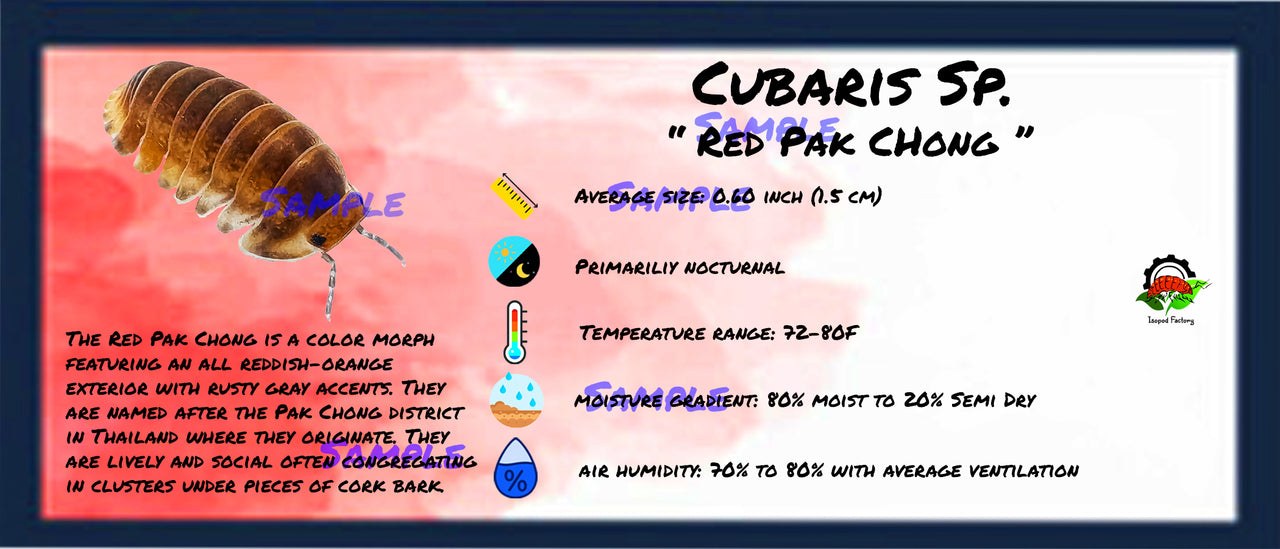 Cubaris Sp. Red Pak Chong Isopod Bin Label