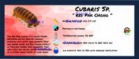 Thumbnail for Cubaris Sp. Red Pak Chong Isopod Bin Label