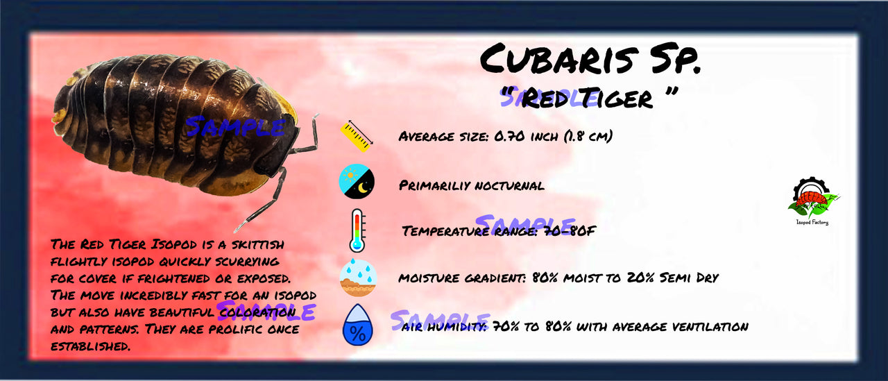 Cubaris Sp. Red Tiger Isopod Bin Label