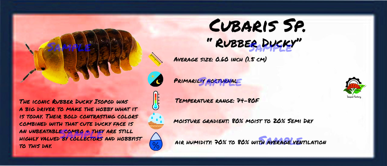 Cubaris Sp. Rubber Ducky Isopod Bin Label