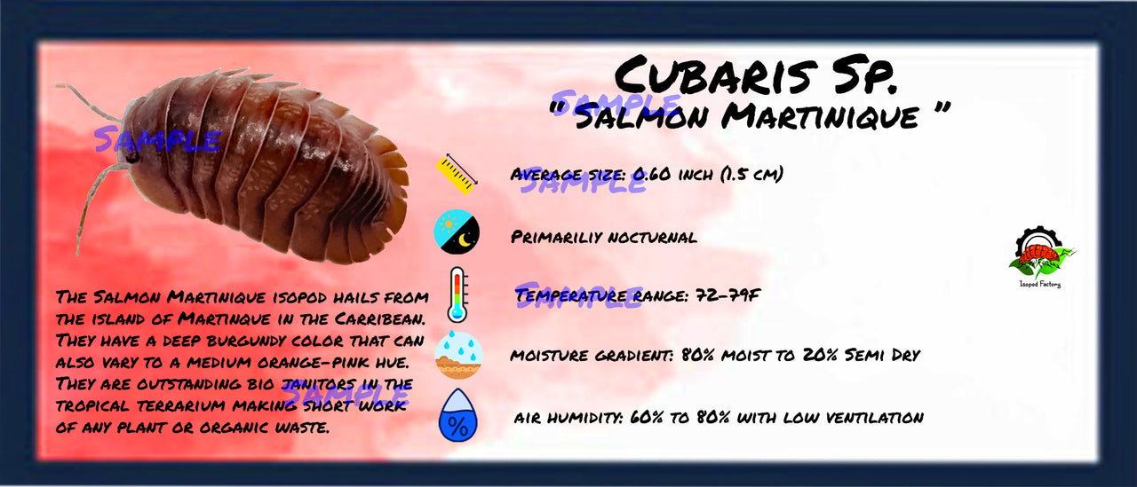 Cubaris Sp. Salmon Martinique Isopod Bin Label