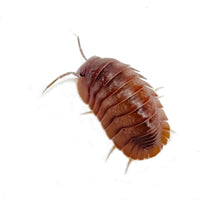 Thumbnail for Cubaris Sp. Salmon Martinique