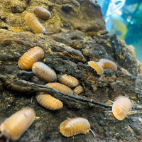 Thumbnail for Cubaris Sp. Salmon Martinique