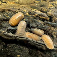 Thumbnail for Cubaris Sp. Salmon Martinique