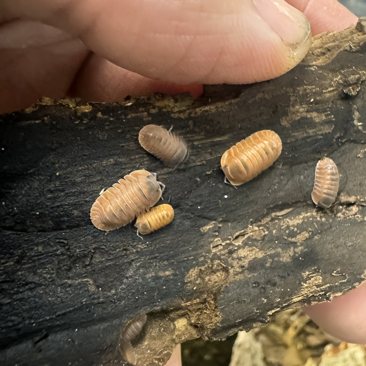 Cubaris Sp. Salmon Martinique