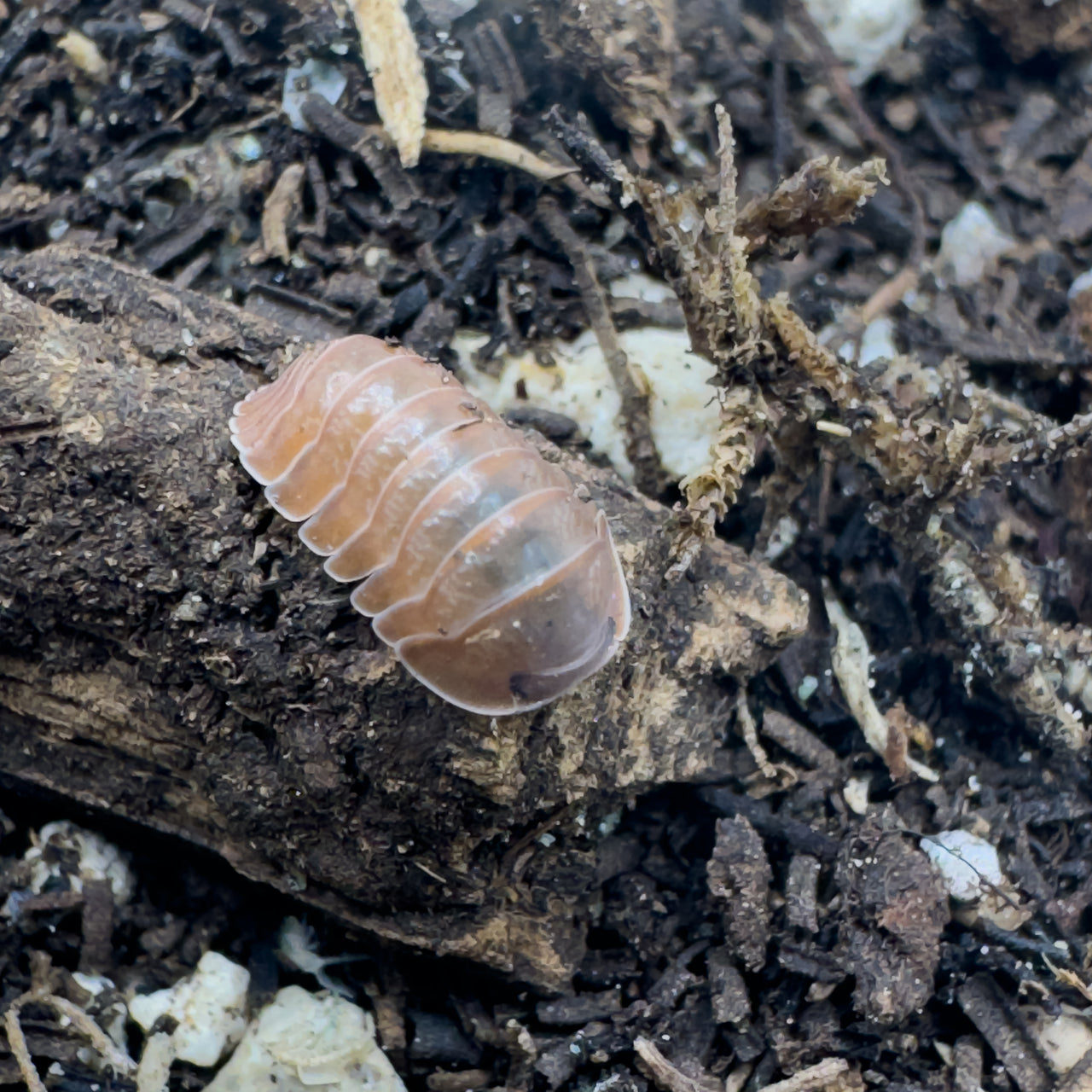 Cubaris Sp. Salmon Martinique