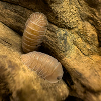 Thumbnail for Cubaris Sp. Salmon Martinique