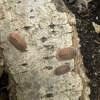 Thumbnail for Cubaris Sp. Salmon Martinique