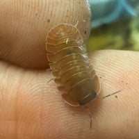 Thumbnail for Cubaris Sp. Salmon Martinique