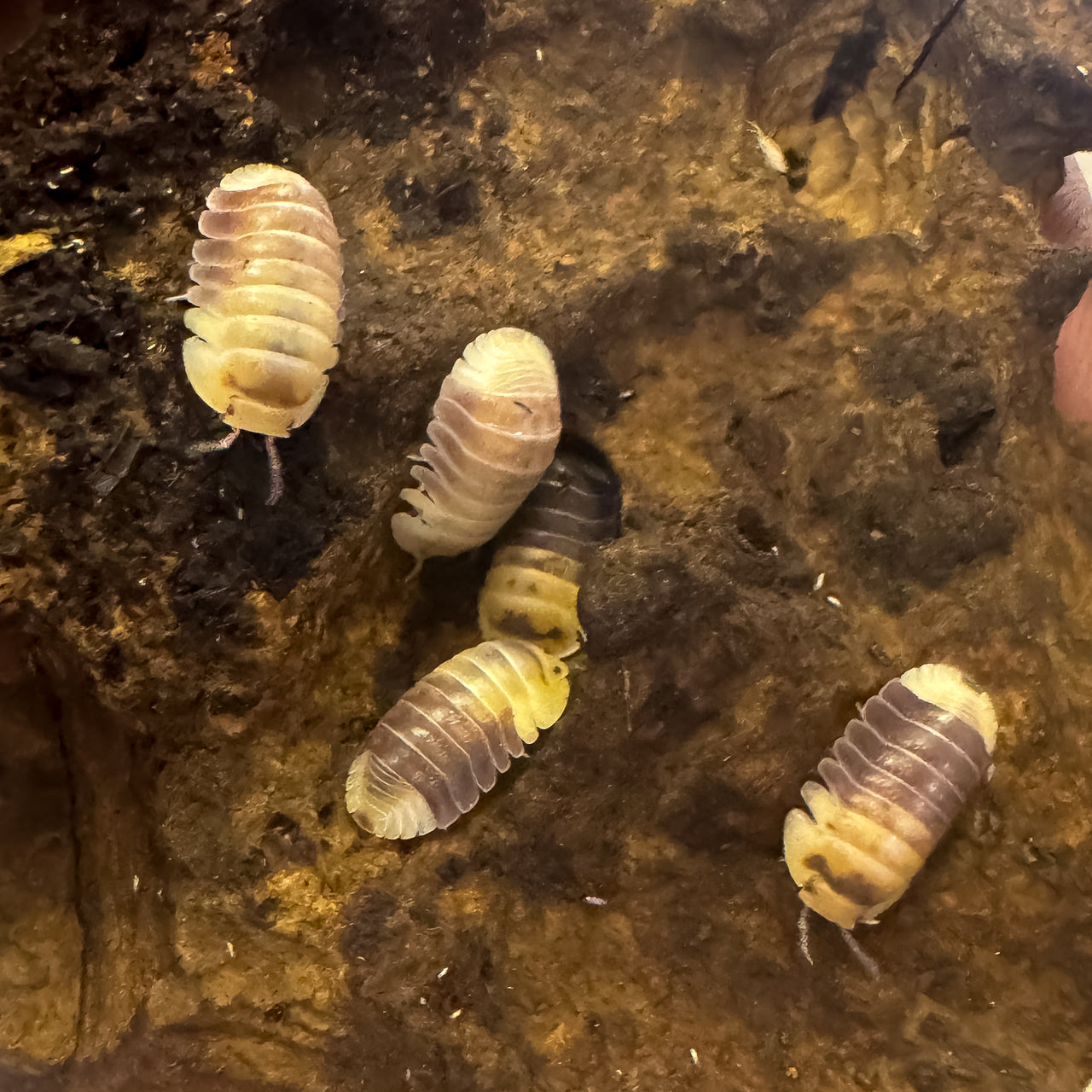 Cubaris Sp. Snow Bee